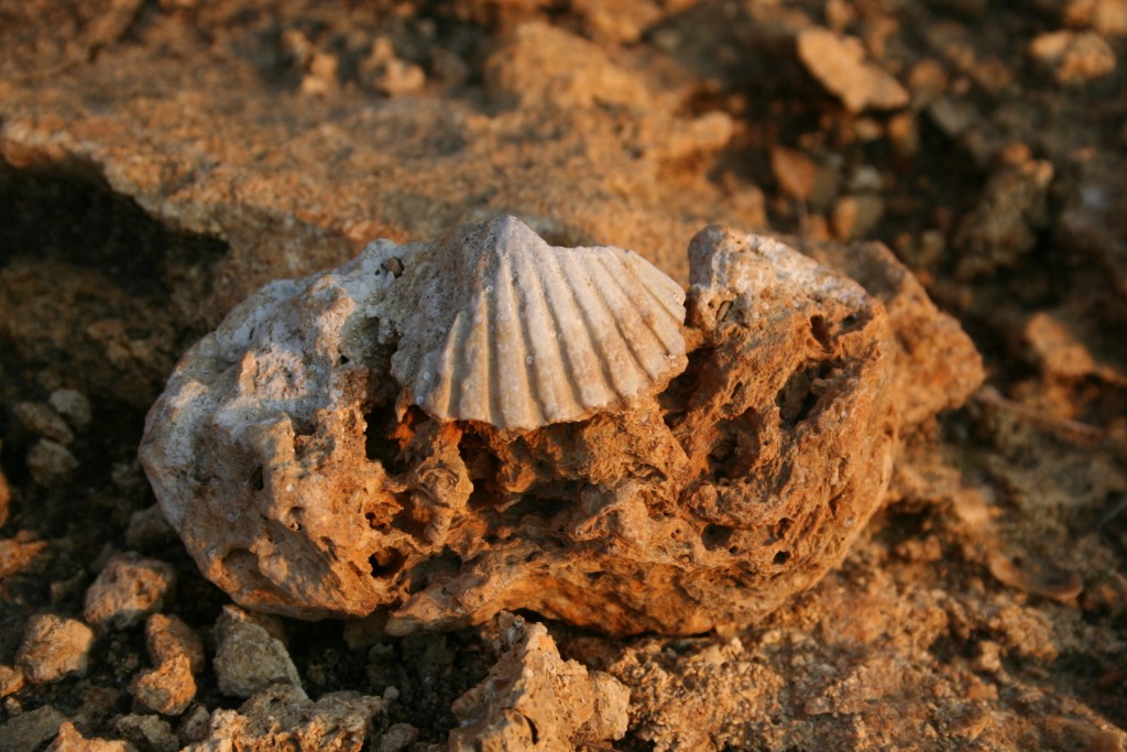 Spiaggiamenti- Isola Capo Rizzuto (Crotone)